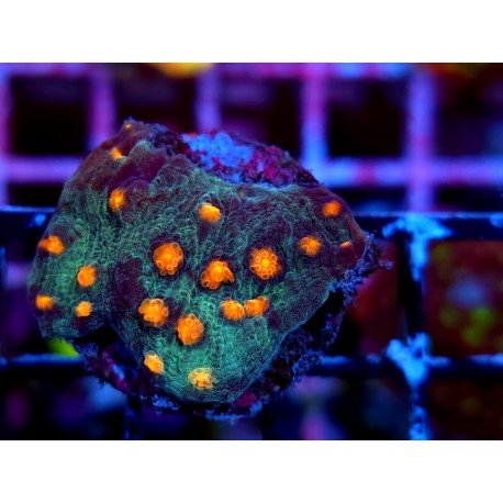 MYCEDIUM PUMPKIN FARM