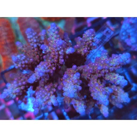 FRUITY PEBBLES ACRO XL