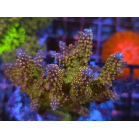 MANGO´S GARDEN ACRO XL