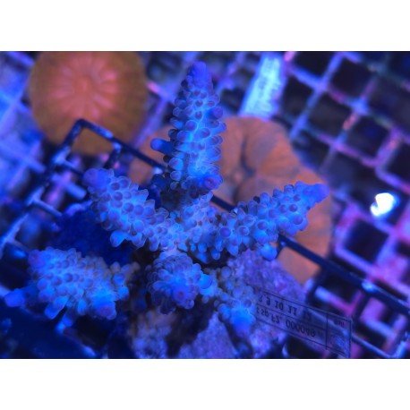 GRANULOSA SUPER BLUE XL