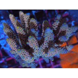 TENUIS SMURF PEACH XXL