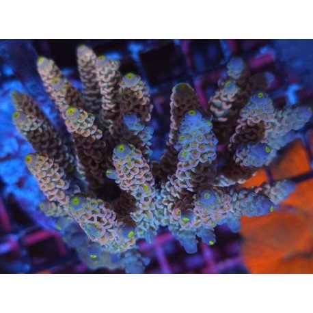 TENUIS SMURF PEACH XXL