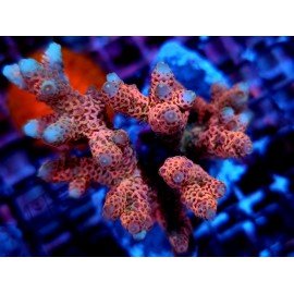 MILLEPORA SOLAR FLARE XL