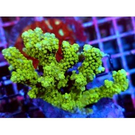 ROSARIA FRANKENSTEIN XL 