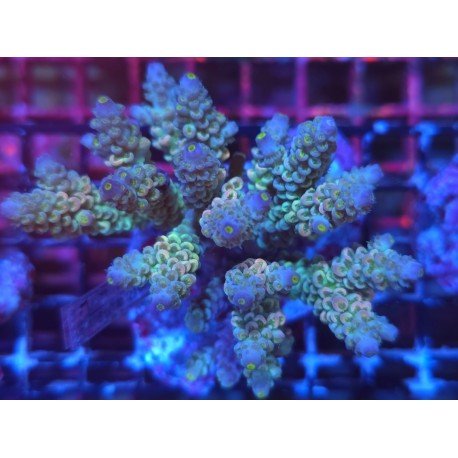 TENUIS WALT DYSNEY XL 