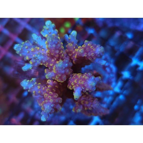 NATALENSIS DRAGONSFLAME XL 