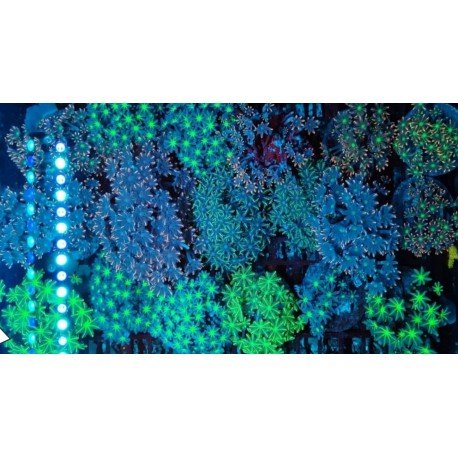 CLAVULARIA PAPAYA GREEN FLUOR PIEZA XL (SUPER OFERTA)