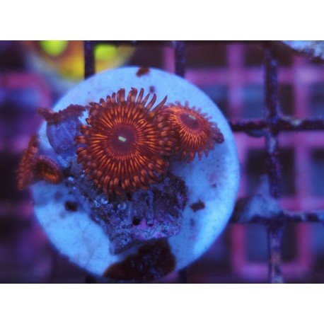 ARMAGEDON ZOA