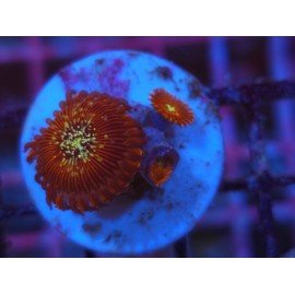 MAGICIANS ZOA