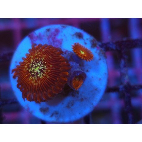 MAGICIANS ZOA