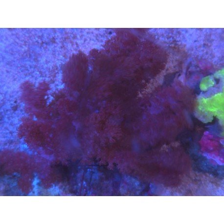 CLADIELLA SOFT CORAL XL 
