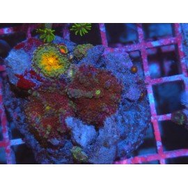 COMBO RICORDEA YUMA ULTRA GRADE XL 