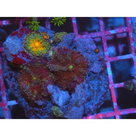 COMBO RICORDEA YUMA ULTRA GRADE XL 