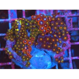 COMBO ZOAS XL 