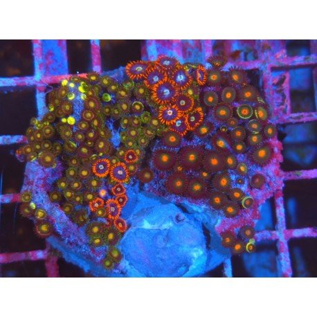 COMBO ZOAS XL 