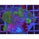 GREEN STARS DISCOSOMA COLONY XL 