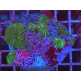 GREEN STARS DISCOSOMA COLONY XL 