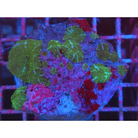 GREEN STARS DISCOSOMA COLONY XL 