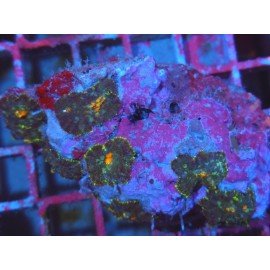 RHODHACTIS ORANGE CENTER COLONY XL 