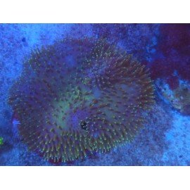 SARCOPHYTON GREEN XL 