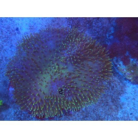 SARCOPHYTON GREEN XL 