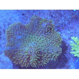 SARCOPHYTON GREEN XL 