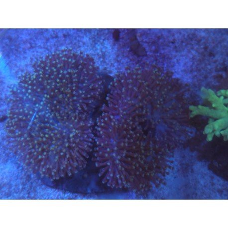 SARCOPHYTON SP DUO XL 