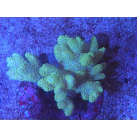 SINULARIA ASTEROLOBATA ULTRA XL 