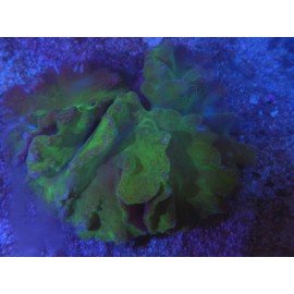 SINULARIA DURA GREEN XL 