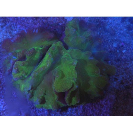 SINULARIA DURA GREEN XL 