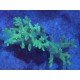 SINULARIA FLEXIBILIS ULTRA GREEN XL 