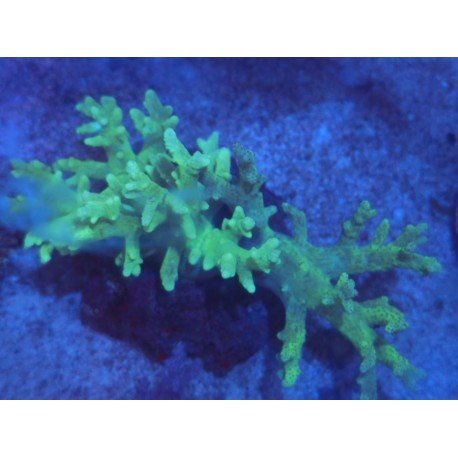 SINULARIA FLEXIBILIS ULTRA GREEN XL 