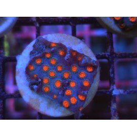 METEOR SHOWER CYPHASTREA