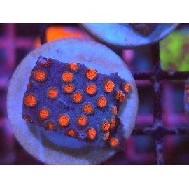 METEOR SHOWER CYPHASTREA