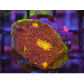 WWC CHALICE WATERMELON 