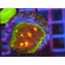 WWC CHALICE WATERMELON 