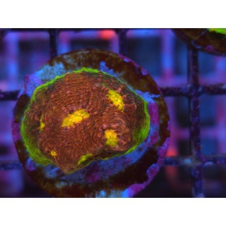 WWC CHALICE WATERMELON 