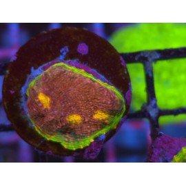 WWC CHALICE WATERMELON 