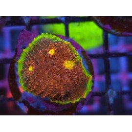 WWC CHALICE WATERMELON 