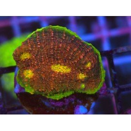 WWC CHALICE WATERMELON 