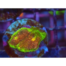 WWC CHALICE WATERMELON 