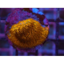 WWC ORANGE STYLOCOENIELLA