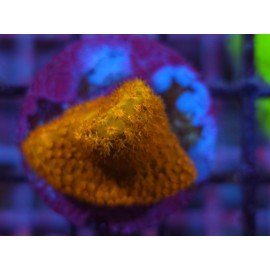 WWC ORANGE STYLOCOENIELLA