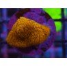 WWC ORANGE STYLOCOENIELLA