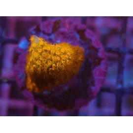 WWC ORANGE STYLOCOENIELLA