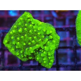 WWC LIME GREEN CYPHASTREA
