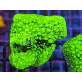 WWC LIME GREEN CYPHASTREA