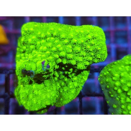 WWC LIME GREEN CYPHASTREA