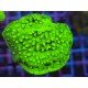 WWC LIME GREEN CYPHASTREA