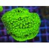 WWC LIME GREEN CYPHASTREA
